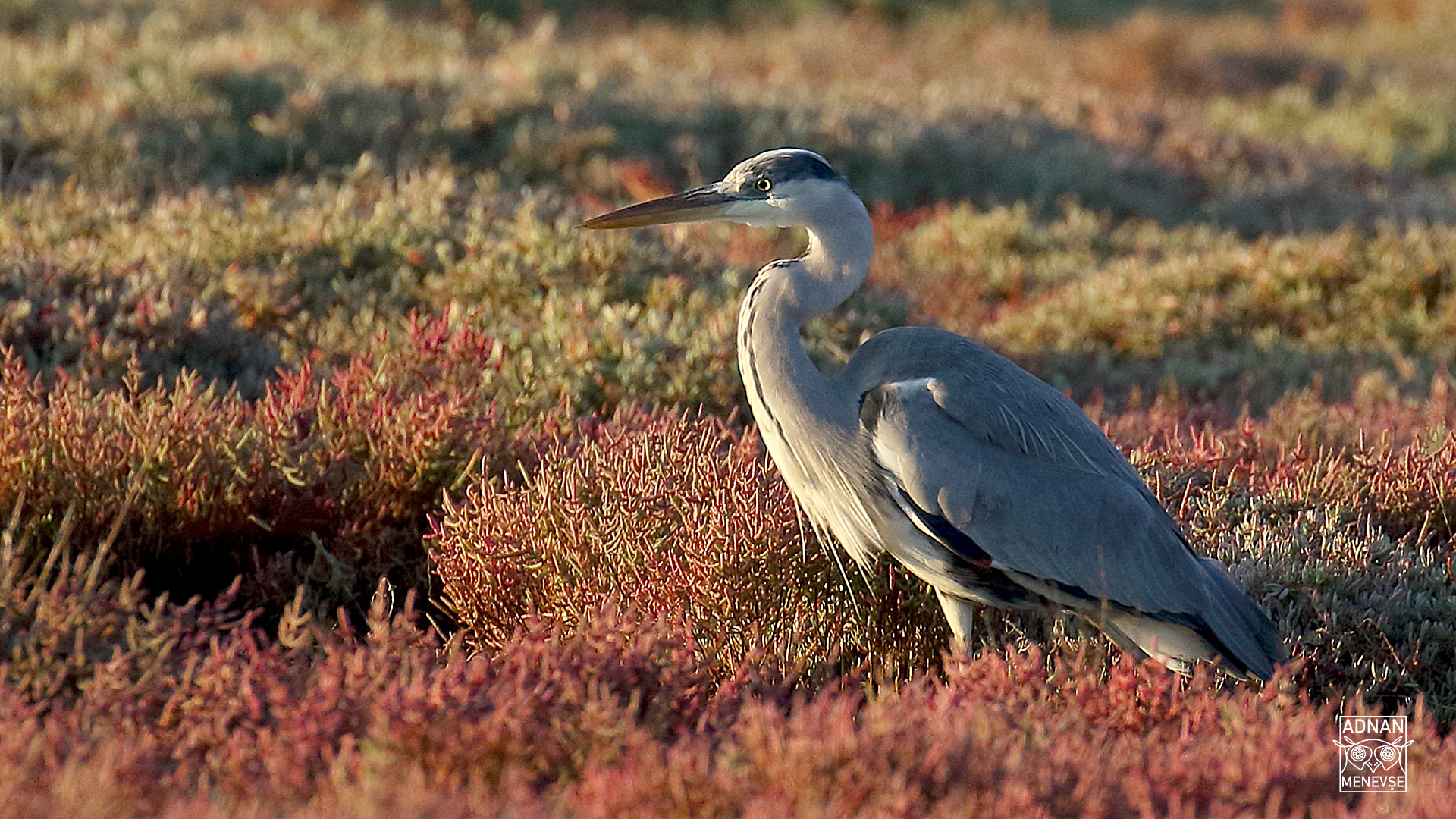 Gray Heron